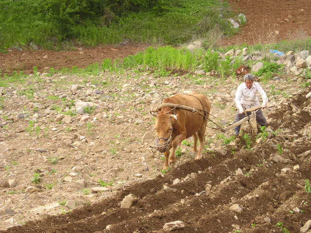 ��ſ� �ð� �Ǽ���