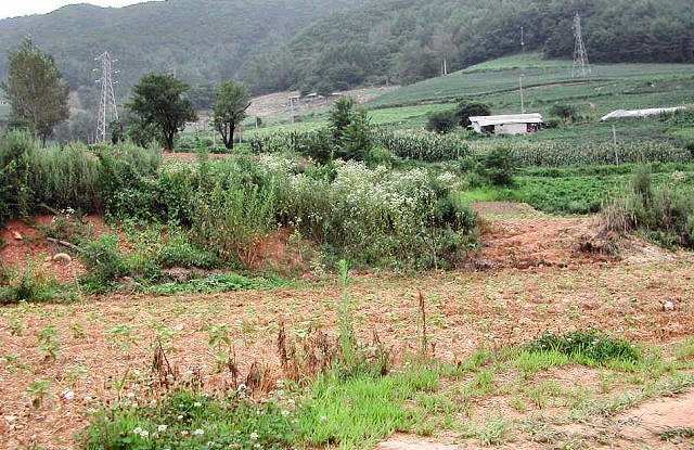 ��ſ� �ð� �Ǽ���