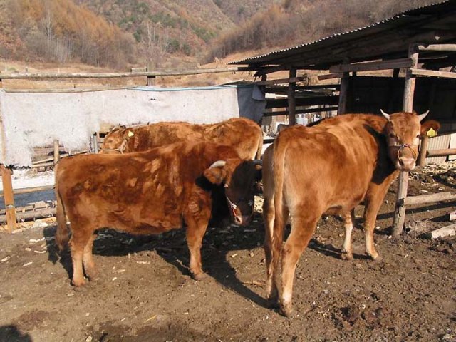 ��ſ� �ð� �Ǽ���